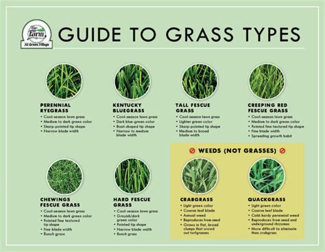 grass in the philippines|How to Grow Different Types of Grass .